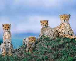 Wildlife Cheetah