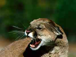 Close Snarl Cougar