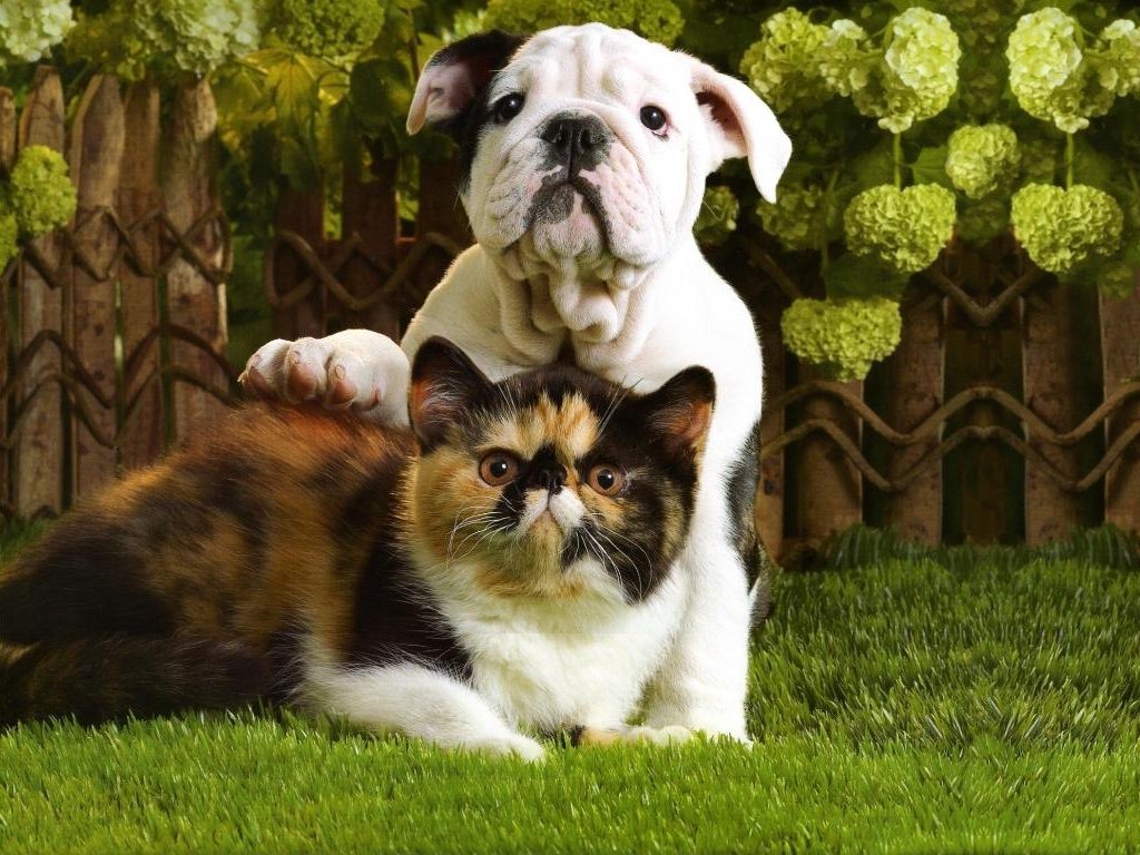 Bulldog Puppy And Tortoiseshell Kitten - Dogs Wallpaper