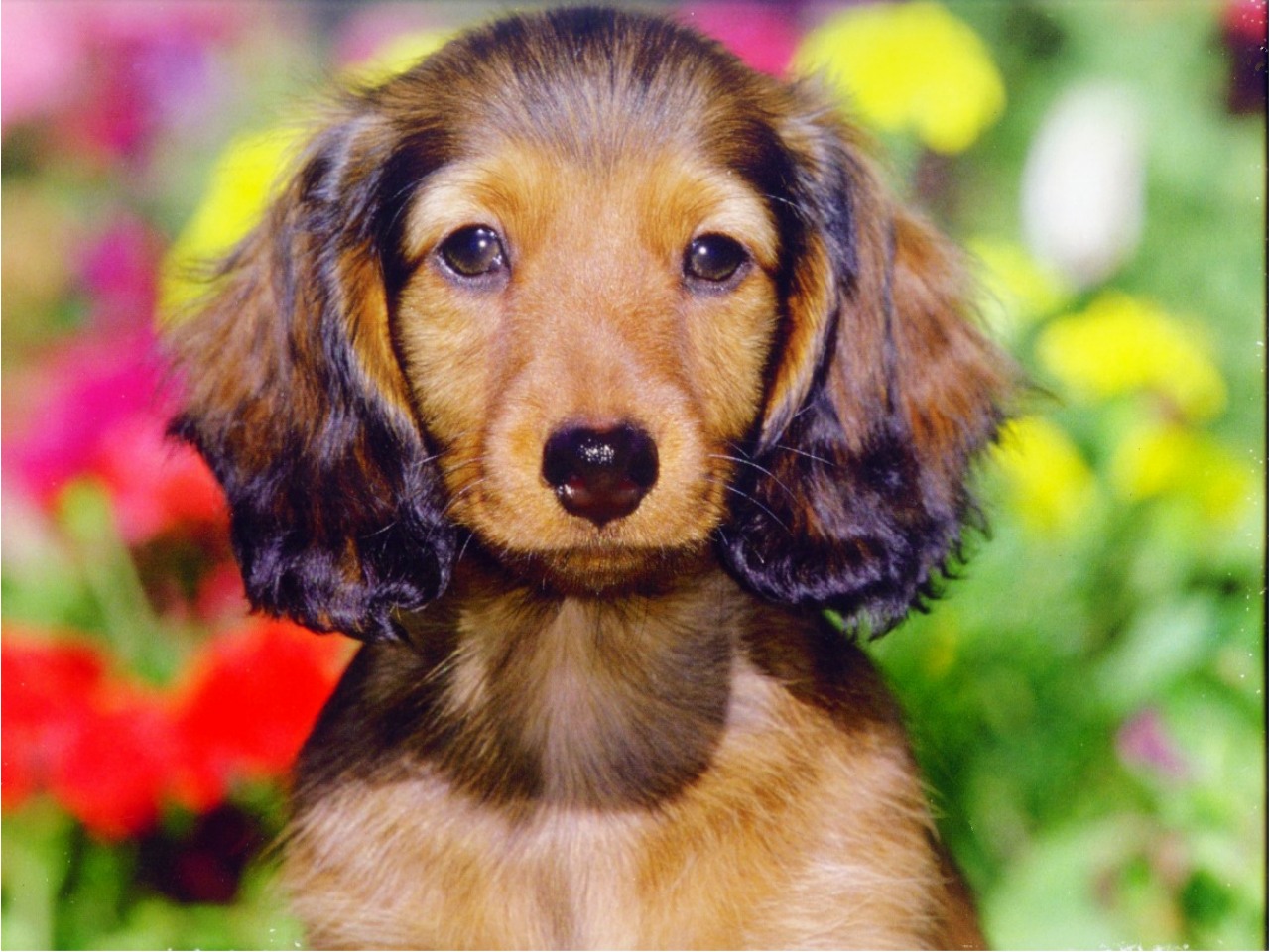 Royal Canin Calendar Hairy Dachshund Pup Dogs Wallpaper