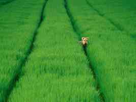 airedale terrier in the long grass