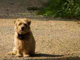 caramel long haired terrier waiting on the driveway