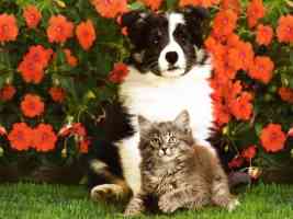 collie puppy and tabby kitten