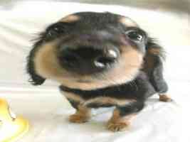 fisheye dachshund