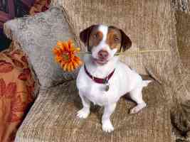 good dog jack russell terrier