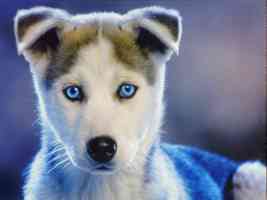 royal canin calendar siberian husky pup