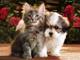 silver tabby kitten and terrier puppy
