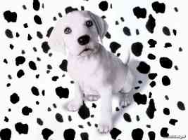 spotted dalmatian puppy