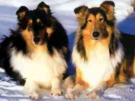 two lassie collies