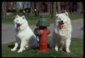 white dogs by hydrant