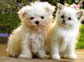 white terrier puppy and white kitten