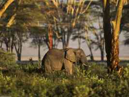 African Elephant Tanzania Africa