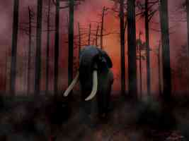 elephant in forest fire