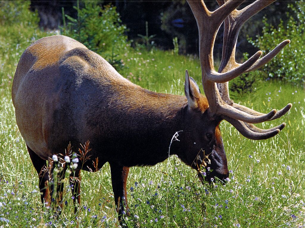 elk colorado