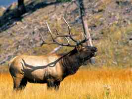 Elk Yellowstone National Park Wyoming