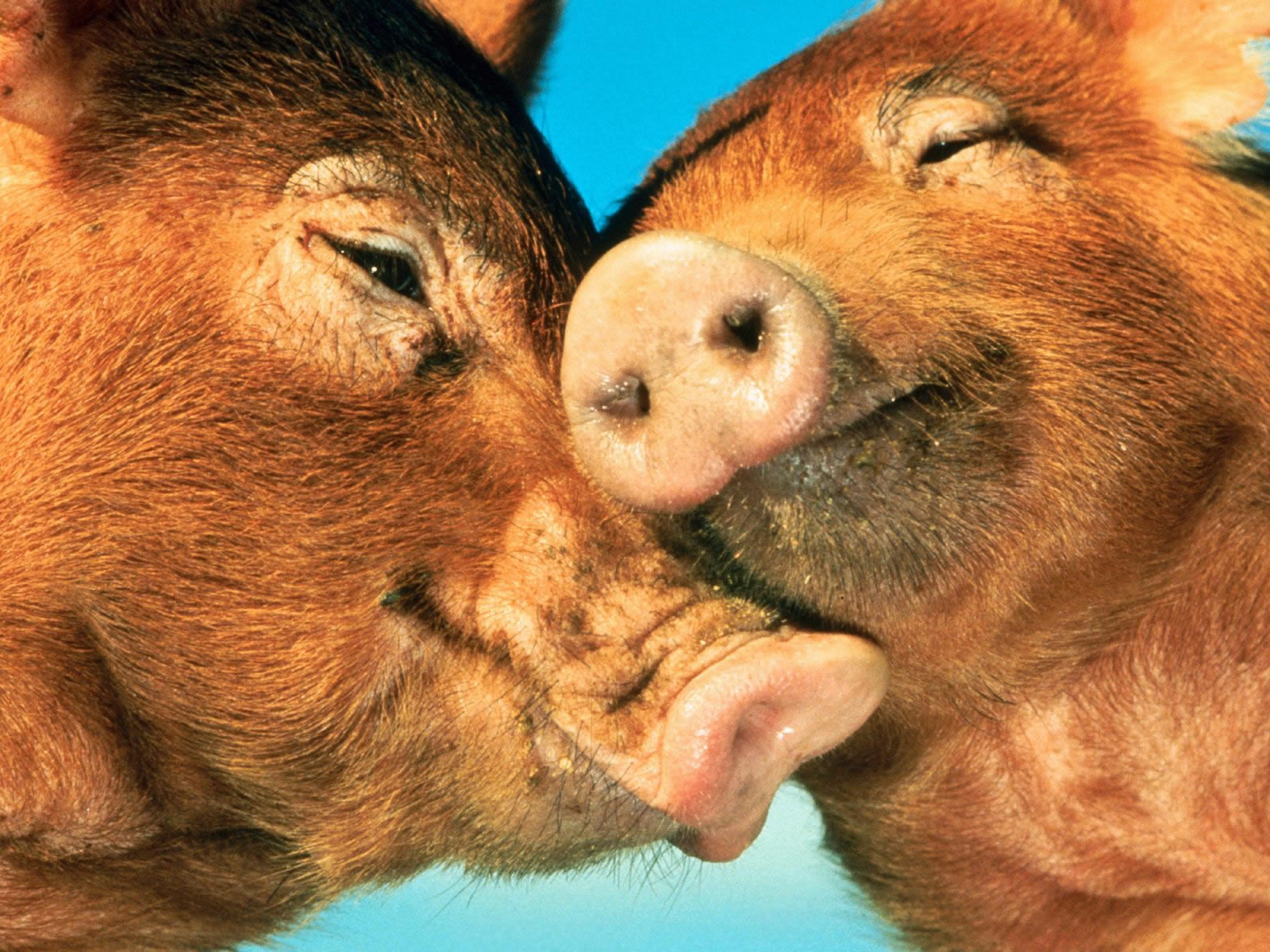 All You Need Is Love - Farm Animals Wallpaper