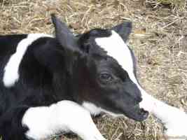baby cow calf