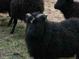 black hebredian mountain sheep with horns