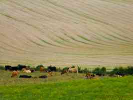 cows in field in thurnham