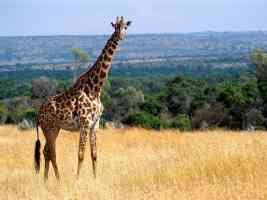 Giraffe Masai Mara Game Reserve Kenya