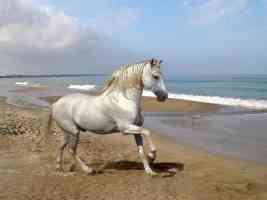 Grey Andalusian by the Sea