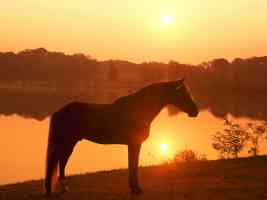 Joe Banjo Rocky Mountain Horse Pennsylvania