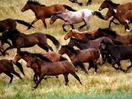 Wild Mustangs Gardner Ranch California