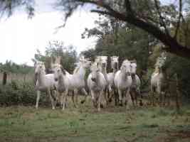 Wild and Free Camargue Horses