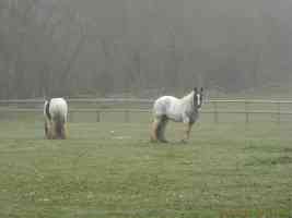 two shire horses in a misty field