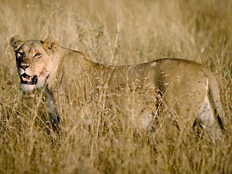 Lioness In The Long Grass