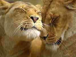 loving lions