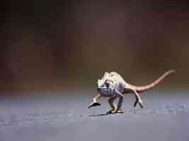 running gecko