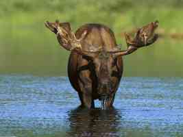 Bull Moose Alaska