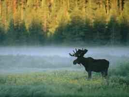 Moose Standing Along a Misty Riverbank Yellowstone National ParkWyoming