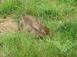 rabbit with mixymatosis