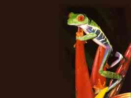 red eyed Leaf Frog