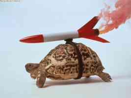 tortoise with rocket