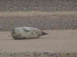 seal on the beach blakeney point