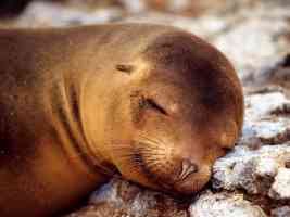 seal sleeping