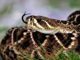 Snake Sense Diamondback Rattlesnake
