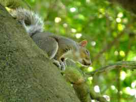 grey squirrel on branch in kent
