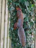 red and grey squirrel climbing up a vined fence