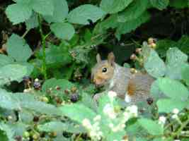 squirrel eating in the undergrowth