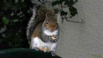 squirrel sitting on end of chair
