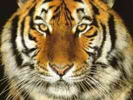 tiger face close up