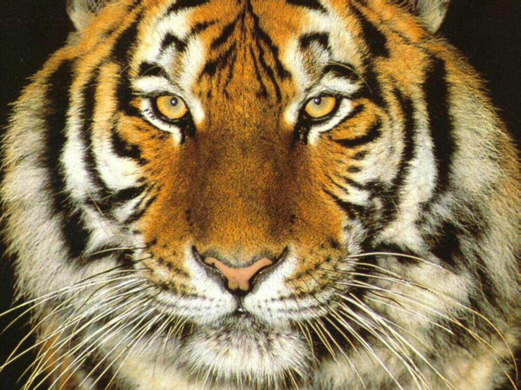 Tiger Face Close Up  Free Animals Wallpaper Image with Tigers