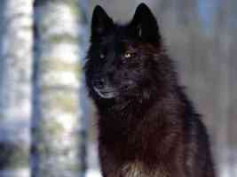 Predatory Eyes Black Wolf