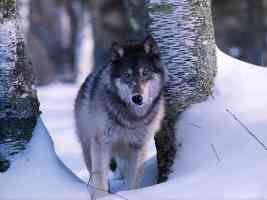 grey wolf in deep snow