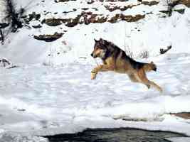 jumping wolf