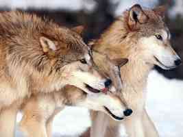 three wolves waiting